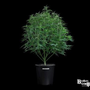 Cinderella Pineapple - Brothers Grimm Seeds kaufen - Produktbild 3