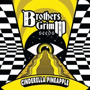 Cinderella Pineapple - Brothers Grimm Seeds kaufen - Produktbild