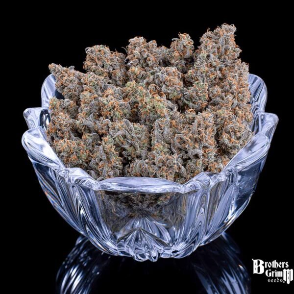 Cinderella Pineapple - Brothers Grimm Seeds kaufen - Produktbild 4