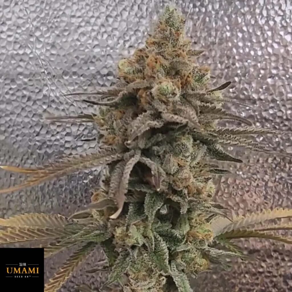 Color Theory - Umami Seeds Cannabis Samen kaufen - Produktbild