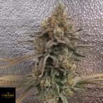 Color Theory - Umami Seeds Cannabis Samen kaufen - Produktbild