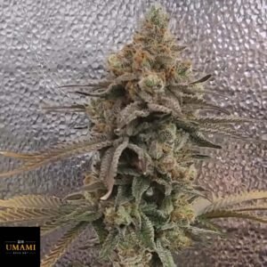 Color Theory - Umami Seeds Cannabis Samen kaufen - Produktbild