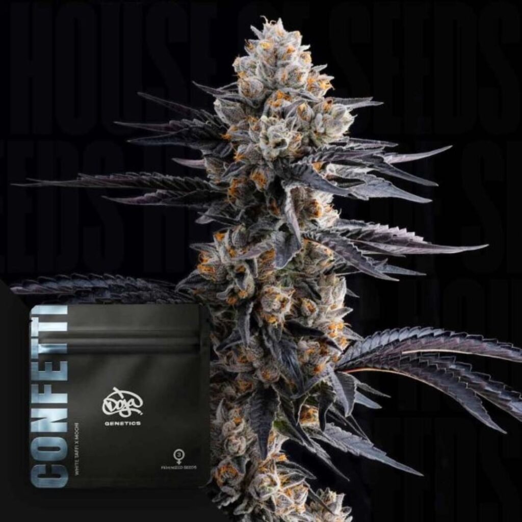 Confetti - Doja Seeds kaufen - Premium Seedbank aus Kalifornien USA Produktbild
