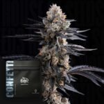 Confetti - Doja Seeds kaufen - Premium Seedbank aus Kalifornien USA Produktbild