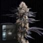 Confetti - Doja Seeds kaufen - Premium Seedbank aus Kalifornien USA Produktbild