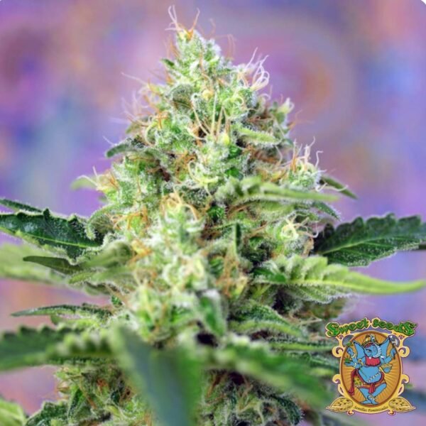 Crystal Candy - Sweet Seeds Cannabis Samen kaufen im Online Shop