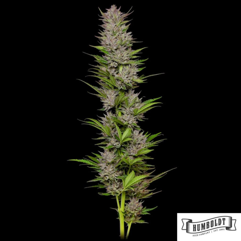 Don Carlos von Humboldt Seed Company - Cannabis Samen kaufen im Online Shop