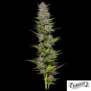Don Carlos von Humboldt Seed Company - Cannabis Samen kaufen im Online Shop