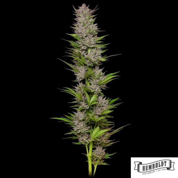 Don Carlos von Humboldt Seed Company - Cannabis Samen kaufen im Online Shop