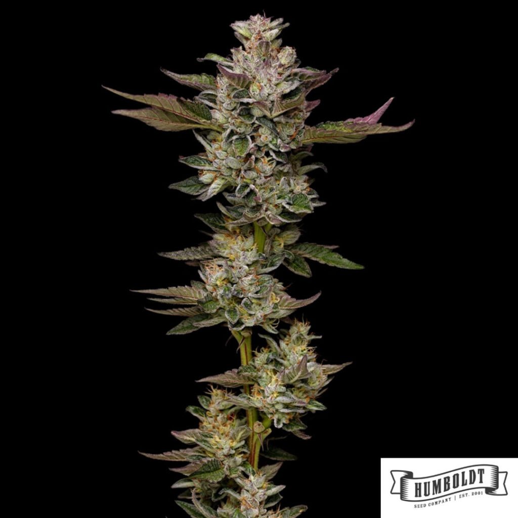Donutz von Humboldt Seed Company - Cannabis Samen kaufen im Online Shop