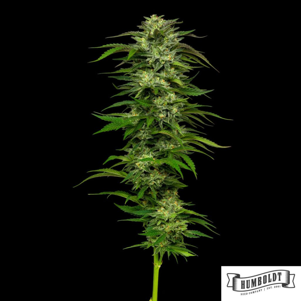 Dream Queen von Humboldt Seed Company - Cannabis Samen kaufen im Online Shop