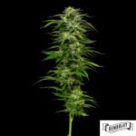 Dream Queen von Humboldt Seed Company - Cannabis Samen kaufen im Online Shop