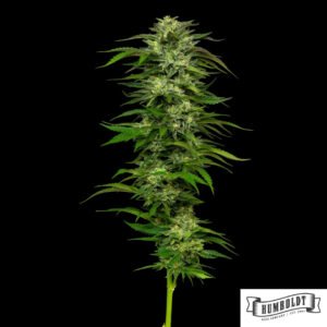 Dream Queen von Humboldt Seed Company - Cannabis Samen kaufen im Online Shop