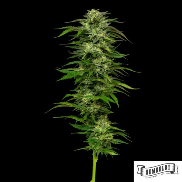 Dream Queen von Humboldt Seed Company - Cannabis Samen kaufen im Online Shop