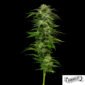 Dream Queen von Humboldt Seed Company - Cannabis Samen kaufen im Online Shop