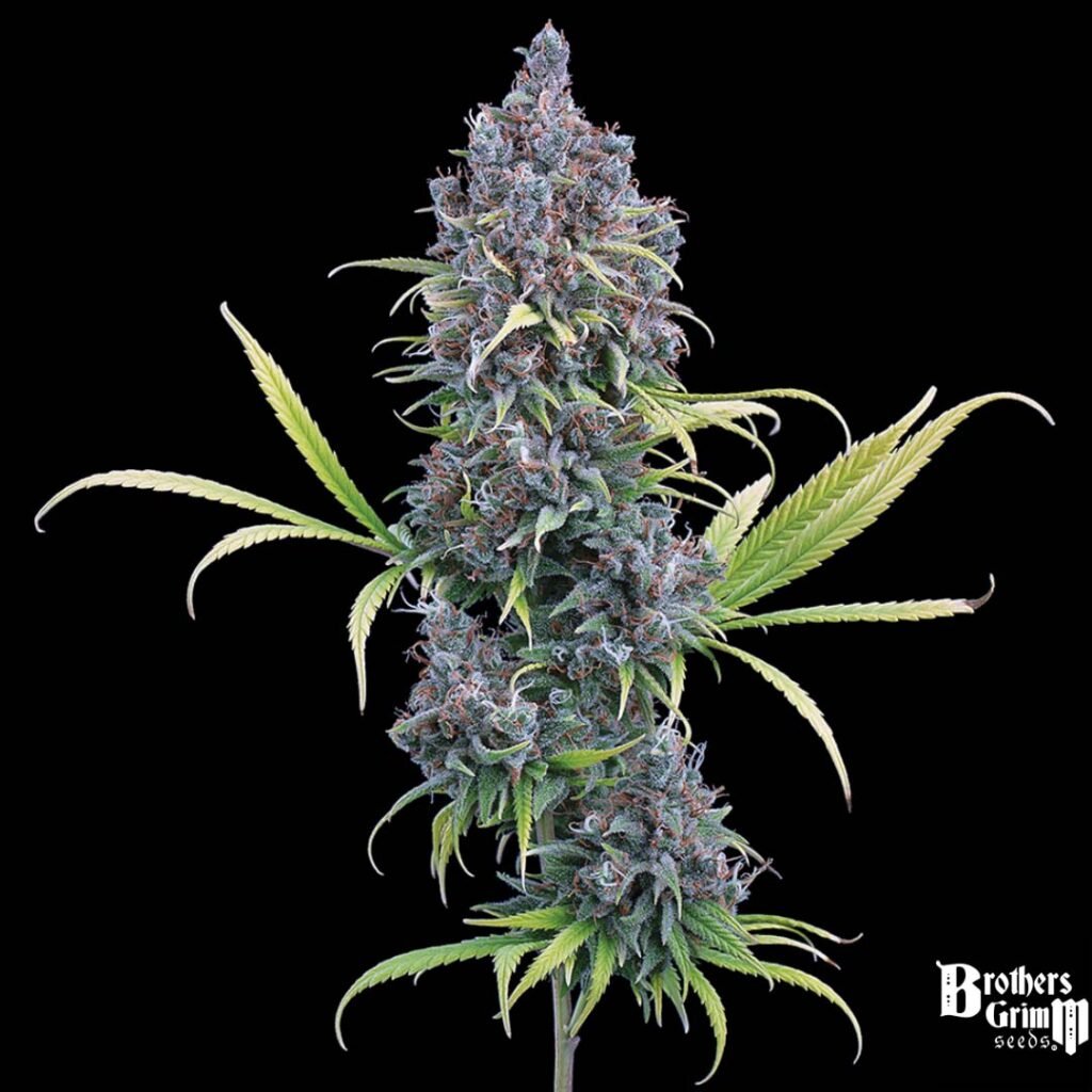 Durban Thai x C99 - Brothers Grimm Seeds kaufen - Produktbild 2