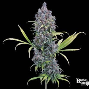 Durban Thai x C99 - Brothers Grimm Seeds kaufen - Produktbild 2