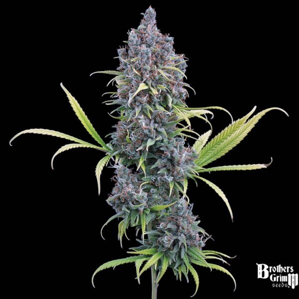 Durban Thai x C99 - Brothers Grimm Seeds kaufen - Produktbild 2