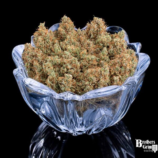 Durban Thai x C99 - Brothers Grimm Seeds kaufen - Produktbild 4