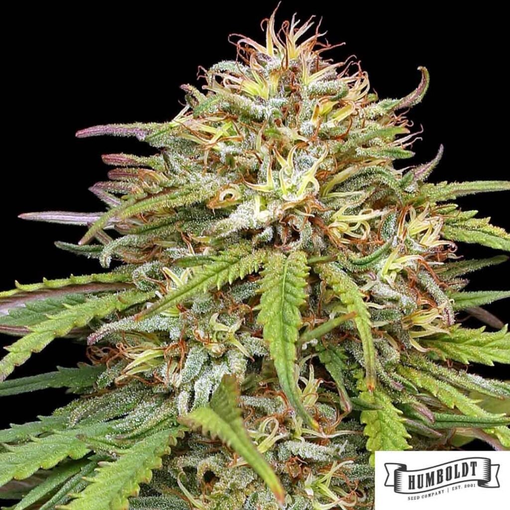 Ed Rosenthals Super High Life von Humboldt Seed Company - Cannabis Samen kaufen im Online Shop