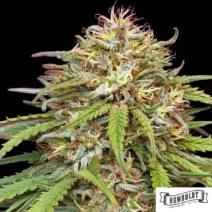 Ed Rosenthals Super High Life von Humboldt Seed Company - Cannabis Samen kaufen im Online Shop