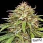 Ed Rosenthals Super High Life von Humboldt Seed Company - Cannabis Samen kaufen im Online Shop