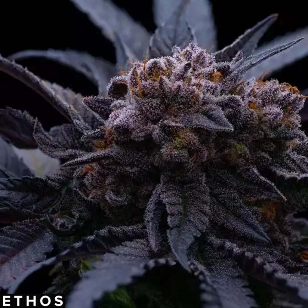 End Game RBX The Punch Line - Ethos Genetics Cannabis Samen kaufen