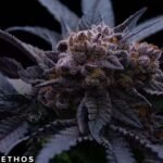 End Game RBX The Punch Line - Ethos Genetics Cannabis Samen kaufen