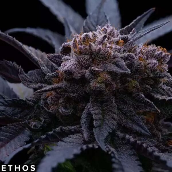 End Game RBX The Punch Line - Ethos Genetics Cannabis Samen kaufen