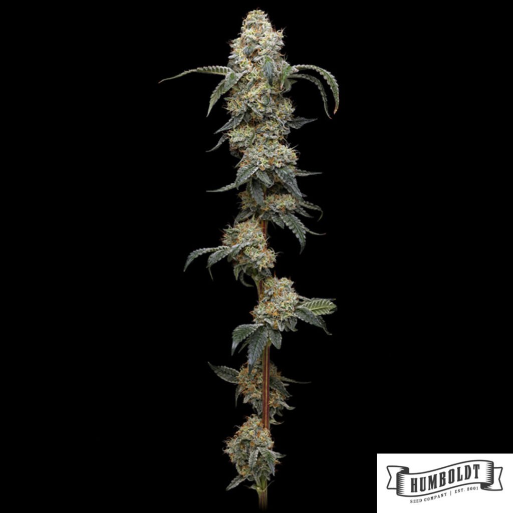Farmers Daughter von Humboldt Seed Company - Cannabis Samen kaufen im Online Shop