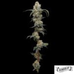 Farmers Daughter von Humboldt Seed Company - Cannabis Samen kaufen im Online Shop