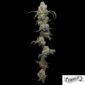 Farmers Daughter von Humboldt Seed Company - Cannabis Samen kaufen im Online Shop