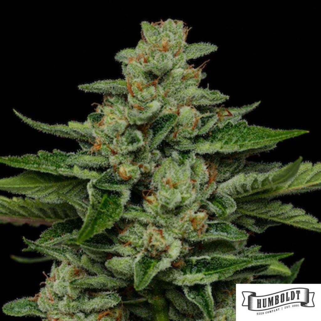 Fortune Cookie von Humboldt Seed Company - Cannabis Samen kaufen im Online Shop