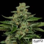 Fortune Cookie von Humboldt Seed Company - Cannabis Samen kaufen im Online Shop