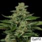 Fortune Cookie von Humboldt Seed Company - Cannabis Samen kaufen im Online Shop