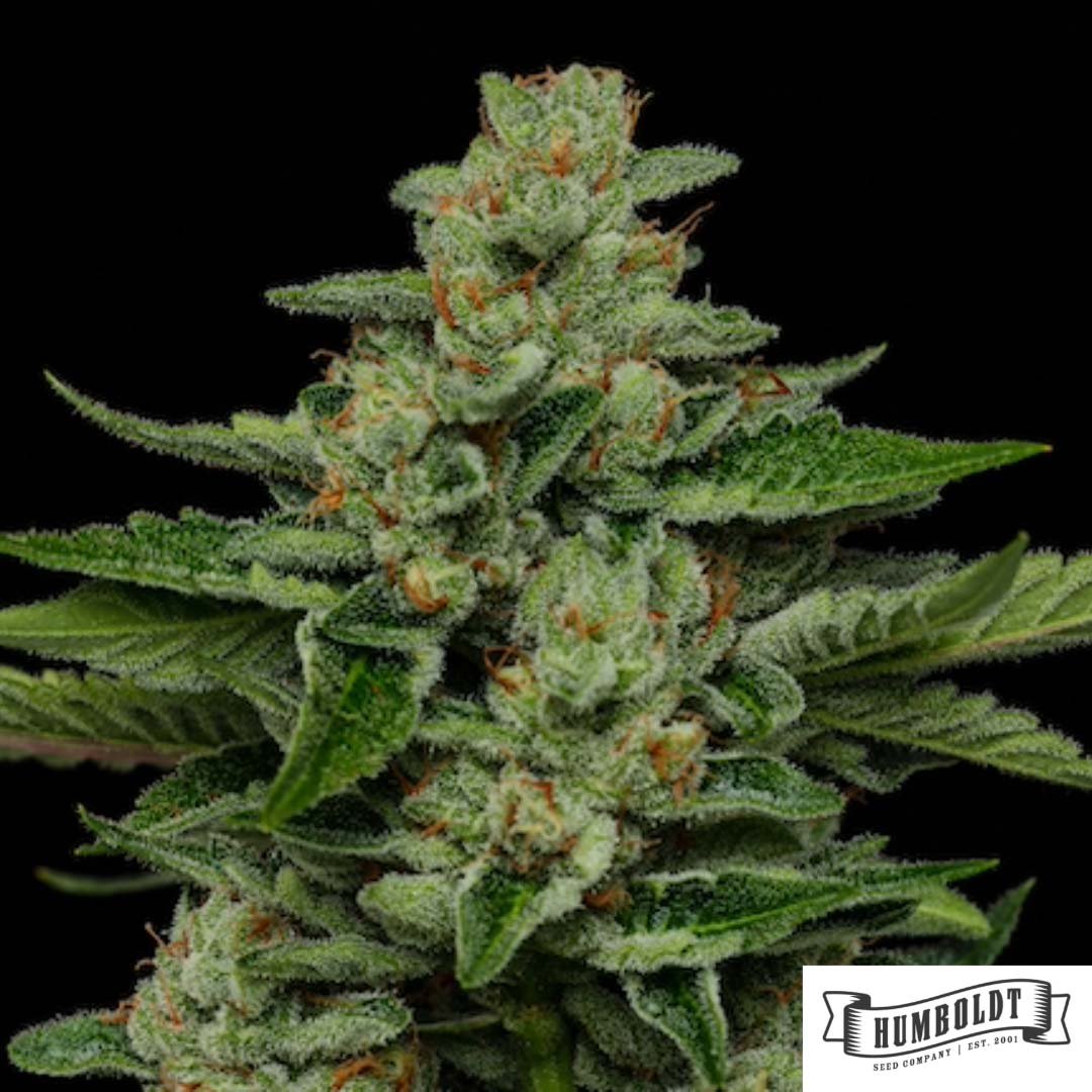 Fortune Cookie von Humboldt Seed Company - Cannabis Samen kaufen im Online Shop