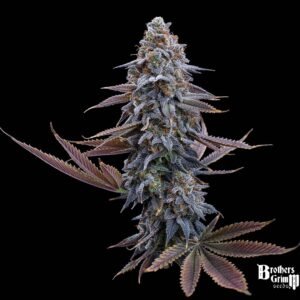 G13 Genius - Brothers Grimm Seeds kaufen - Produktbild 2