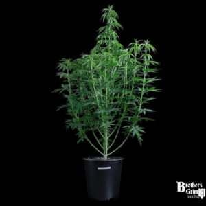 G13 Genius - Brothers Grimm Seeds kaufen - Produktbild 3