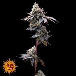 GMO Cookies - Barneys Farm Cannabis Samen kaufen