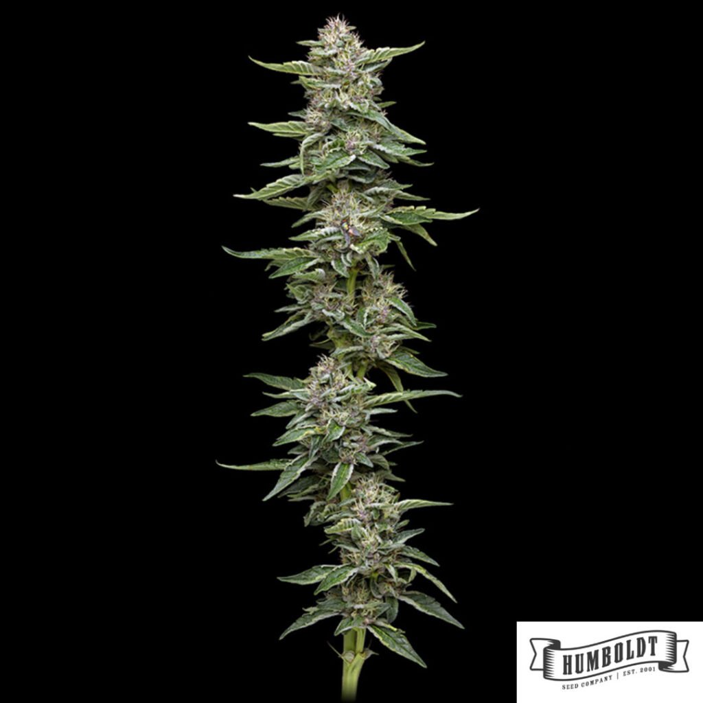 Garlic Budder von Humboldt Seed Company - Cannabis Samen kaufen im Online Shop