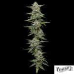 Garlic Budder von Humboldt Seed Company - Cannabis Samen kaufen im Online Shop