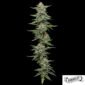 Garlic Budder von Humboldt Seed Company - Cannabis Samen kaufen im Online Shop
