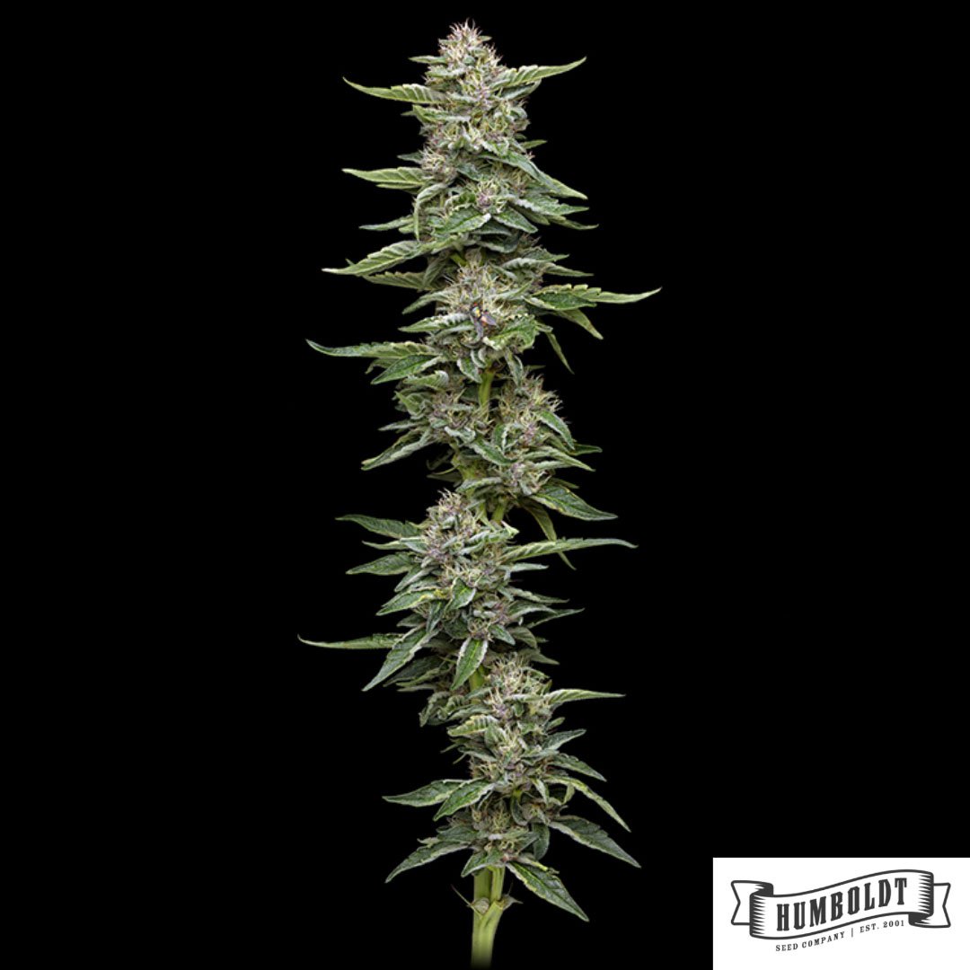 Garlic Budder von Humboldt Seed Company - Cannabis Samen kaufen im Online Shop