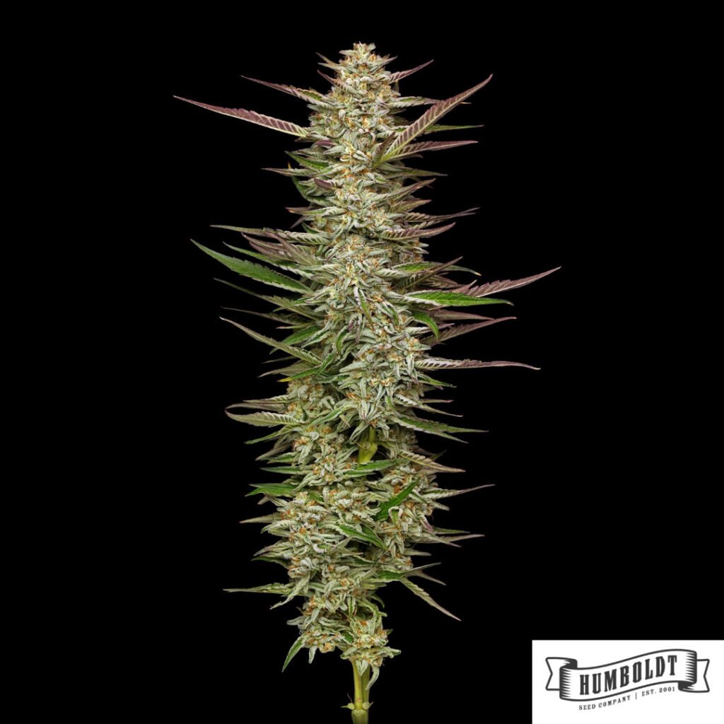 Gazzurple von Humboldt Seed Company - Cannabis Samen kaufen im Online Shop