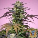 Gelonade - Sweet Seeds Cannabis Samen kaufen im Online Shop