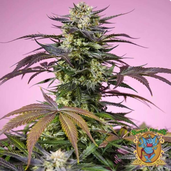 Gelonade - Sweet Seeds Cannabis Samen kaufen im Online Shop