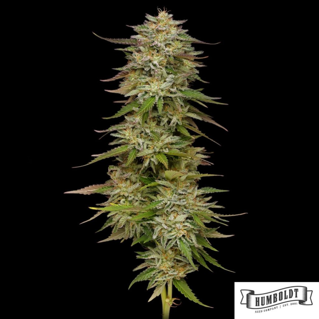 Golden Sands von Humboldt Seed Company - Cannabis Samen kaufen im Online Shop