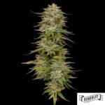 Golden Sands von Humboldt Seed Company - Cannabis Samen kaufen im Online Shop