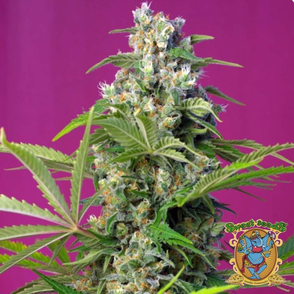 Gorilla Girl - Sweet Seeds Cannabis Samen kaufen im Online Shop