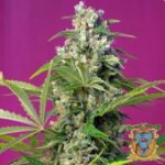 Gorilla Girl - Sweet Seeds Cannabis Samen kaufen im Online Shop